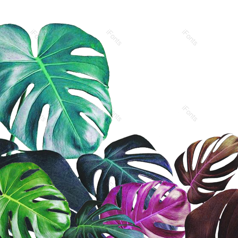 叶子图片,插画元素,花草PNG,花草装饰免抠素材